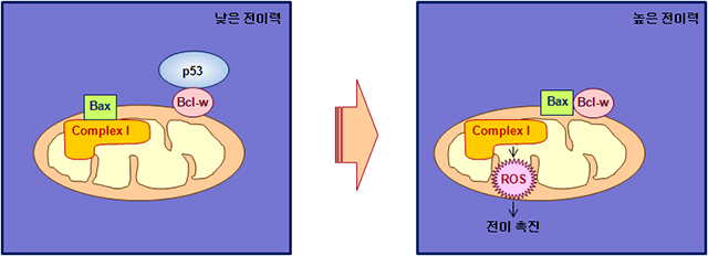 암세포 전이·억제 촉진하는 유전자 경로 규명